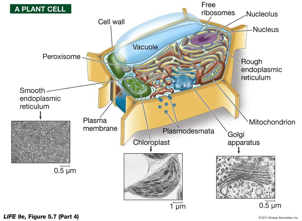 Figure 5.