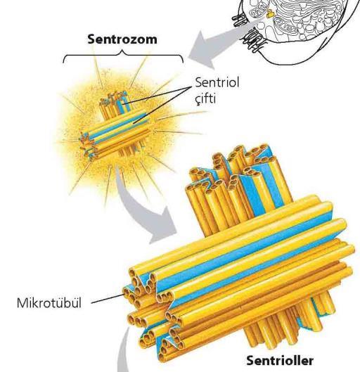 5.3.5 Hücre iskeleti-sentrozomlar Mikrotübüller çekirdek yanında yer alan ve sentrozom adı verilen bölgede oluşurlar.