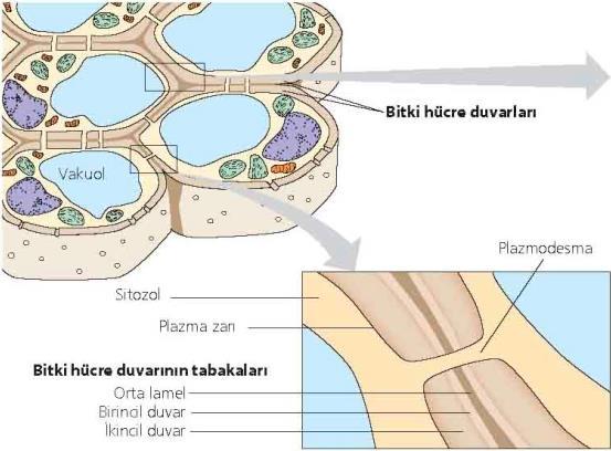 5.4.1 Hücre duvarı Bitki hücresini korur, ona biçim verir ve aşırı su alınmasını engeller.