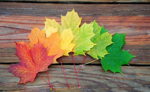 Koyo Zamanı - Fall Foliage Japonya nın Sakura zamanı kadar ilgi çeken bir başka dönemi de Sonbahar ın Ekim ayı sonundan Aralık ayı başına kadar akağaçların sarıdan kızıla bütün tonlarını