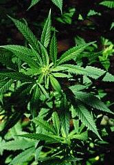 H CANNABİS Kenevir bitkisi Cannabis Sativa yaprak ve çiçeklerinin kurutulmasından elde edilir.