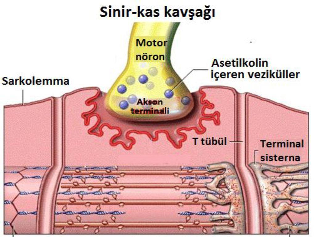 2-Kasılmanın Başlama Aşaması: Kas hücrelerine motor sinir vasıtasıyla giden uyarılar motor son plağa ulaştığında asetil solin salınımı ile uyarı kas hücre (lifi) zarından yayılarak T-tübülleri yolu