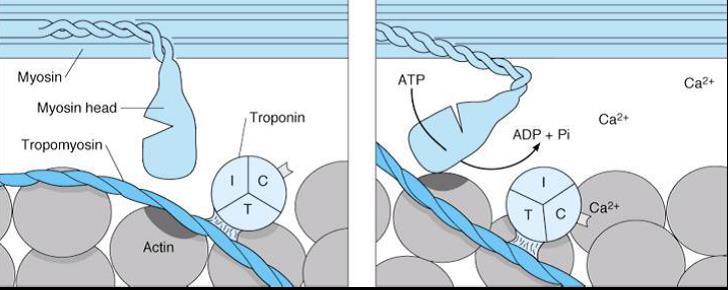 4-Kasılmanın Sürdürülmesi: Bir saniyelik kas kasılmasında çapraz köprüler aktinin aktif bölgelerine yüzlerce defa bağlanıp, ayrılırlar. Miyozin çapraz köprü bağlandığı eski bölgeden ayrılır.