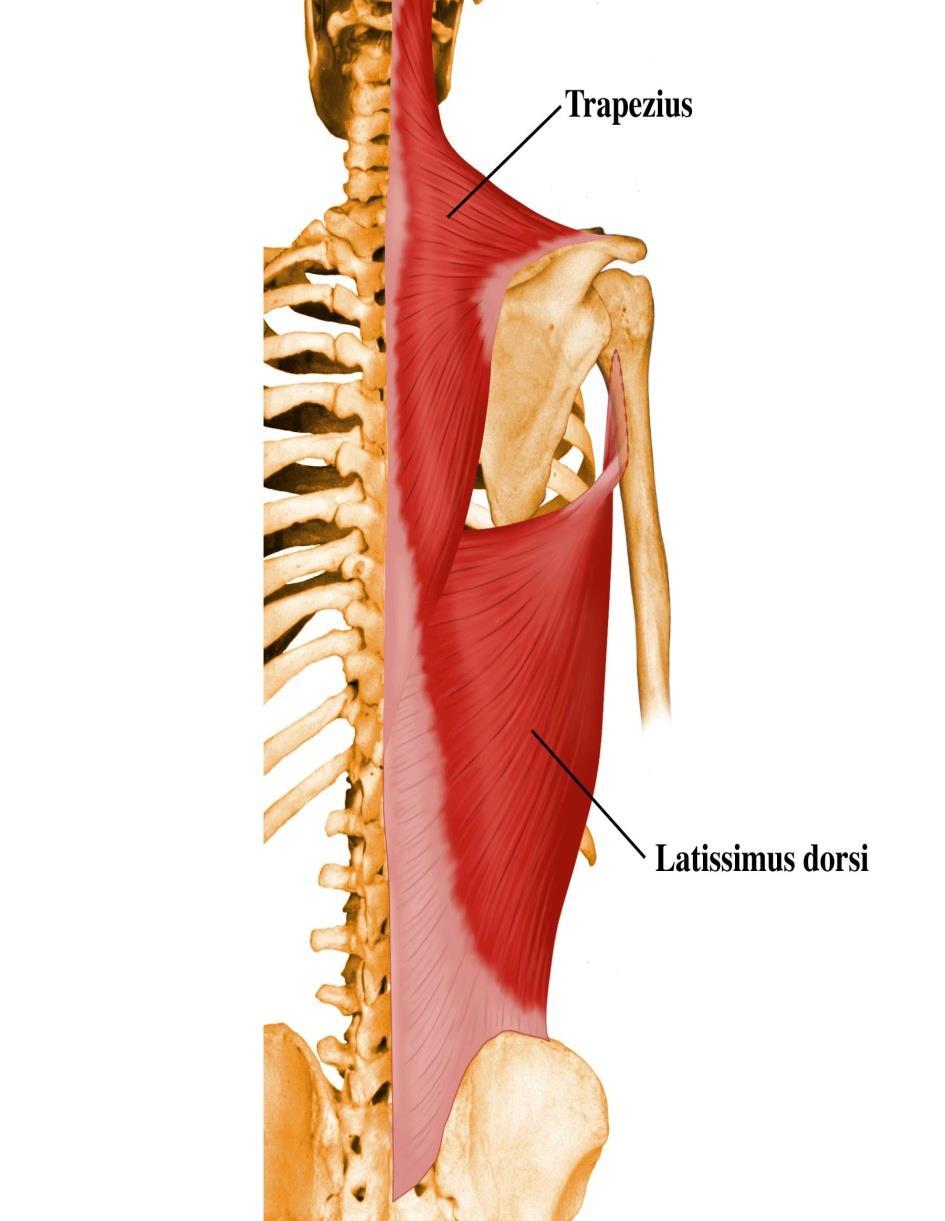 M. latissimus dorsi: Sırtın en geniş kası anlamına gelir. Kaburga ve omurlardan humerus un iç yüzüne uzanır.