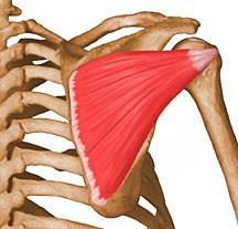 M. infraspinatus: Fossa infraspinata ile humerus un