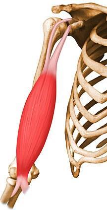 Kol Kasları: M. biceps brachii: Pazu kasıdır.