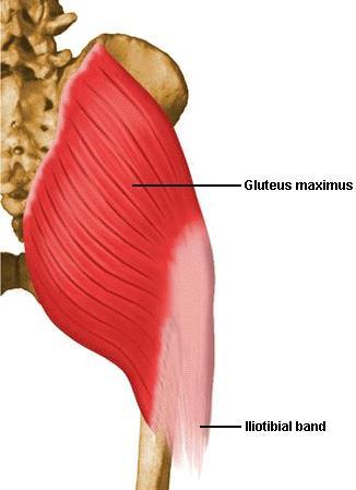 M. gluteus maximus Kalça kabarıklığını yapan en