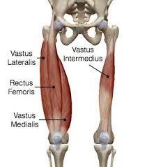 quadriceps femoris Quadriseps kasının rektus femoris, vastus