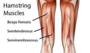 Hamstring kasları; Hamstring kasları; uyluğun arka kısmında yer