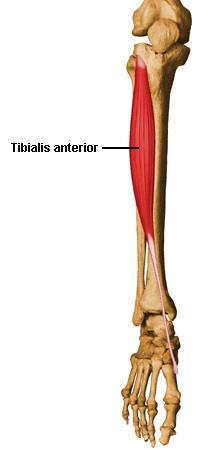 tibialis