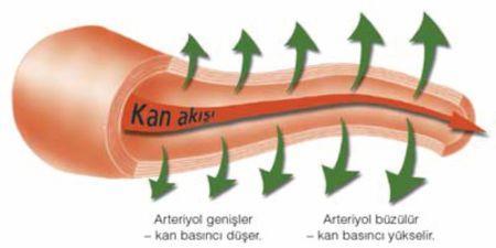 Kan Basıncı Kanın atardamarların iç