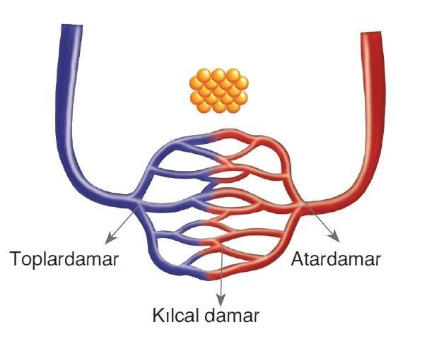 2- Venler (Toplardamarlar): Vücuttaki kirli kanın kalbe