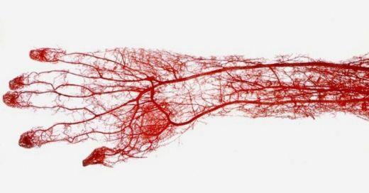 3- Kapiller: Arteriollerin yaptığı dallanmalardır. Arterlerin getirdiği temiz kanın boşaldığı kılcal damar ağıdır.