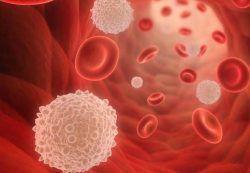 Lökositler Lökositler, ya da lökosit olarak da adlandırılan beyaz kan hücreleri vücudun bağışıklık sisteminin en önemli elemanlarıdır