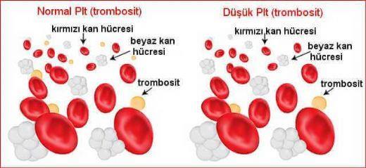 Trombositler Kanın renksiz hücre parçaları olarak bilinen trombositler (kan