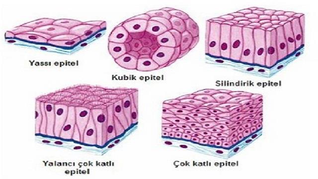 1. Epitel doku (epithelium): Vücudun bütün yüzeyini kaplar, bütün boşlukların iç yüzünü örter, bazı epitel dokular, salgı