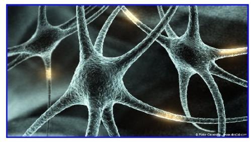 4. Sinir doku Sinir uyarısını üretme, alma ve iletmede özelleşmiş bir doku olup nöron