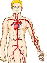 Sistem Belli fonksiyonları yerine getirmek için birlikte çalışan doku grupları ve organlar vücut sistemini ya da organ