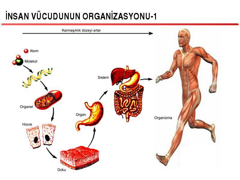 İnsan vücudunun yapı ve fonksiyonları birbiriyle son derece ilişkilidir.