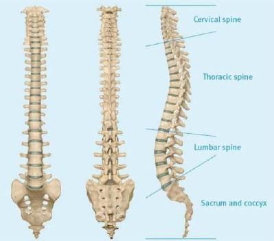 ANATOMIK BÖLGELER ILE İLGILI KıSALTMALAR Cervicalis: boyun