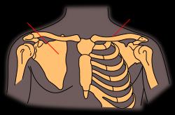 Clavicula (köprücük kemiği) Yatay eksende el