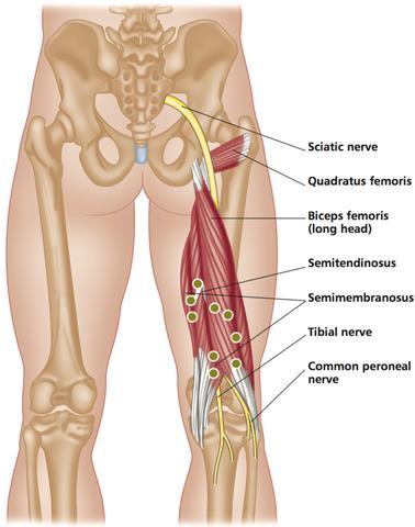 Os femoris Vücudun en uzun en kalın en sağlam kemiğidir.