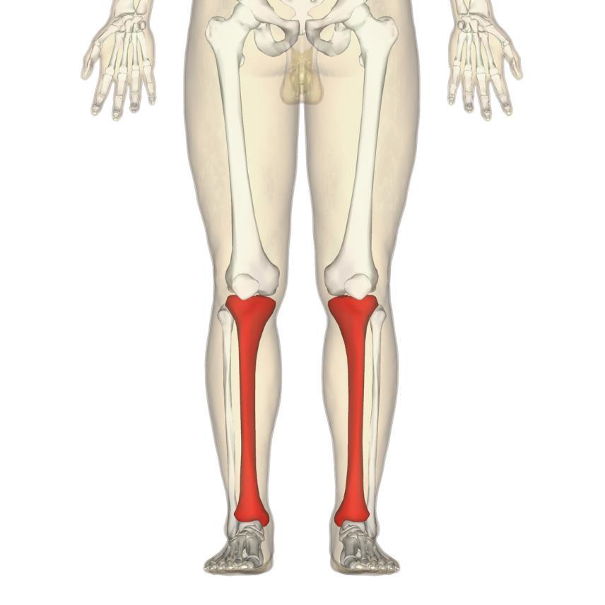 Tibia (kaval kemik) Bacağın iç yanında yaklaşık femur kadar,üst ucu daha kalın bir kemiktir.