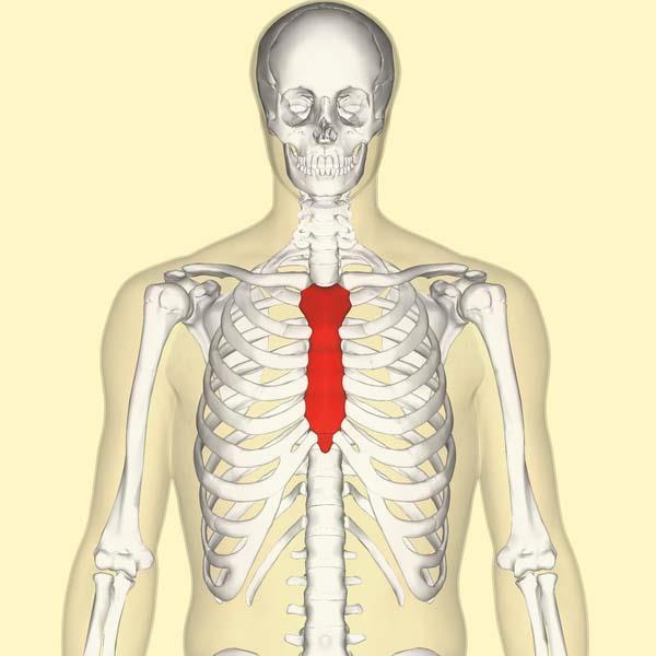 Sternum Göğüs ön duvarının orta bölümünü oluşturur.