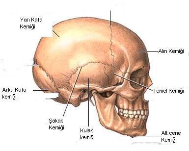 Oynamaz Eklem: Kafatası kemiklerinin birbirlerine eklendikleri yerlerdeki eklemlerdir.