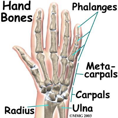 El-El Bileği El önkol kemikleri olan radius-ulna ile bilek eklemini ve birbirleriyle eklem yapan 2 sıra halinde 8 kemikten oluşan küçük karpal