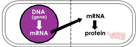 1941-1990 DNA RNA PROTEİN transkripsiyon