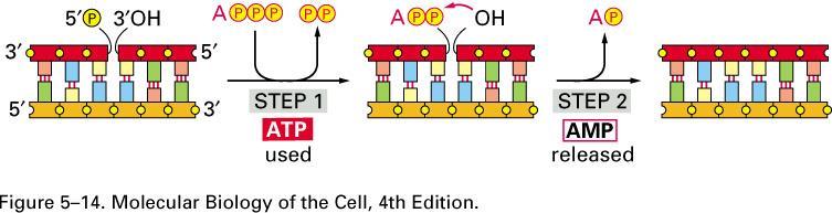 DNA ligaz