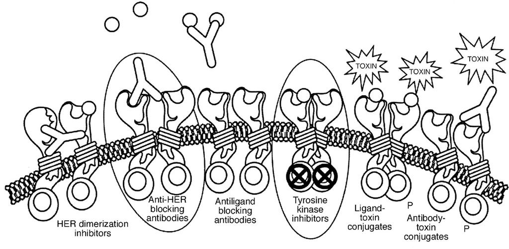 Dimerizasyon inhibitörleri Reseptöre bağlanan antikorlar Liganda bağlanan antikorlar Tirozin kinaz