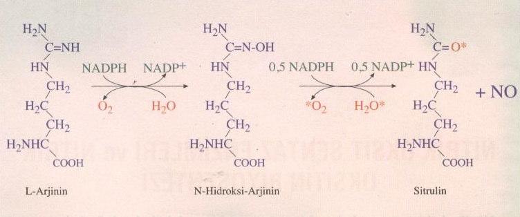59 Resim 17: L-arjininin L-sitrüline dönüşümü sırasında nitrik oksit oluşması (79).