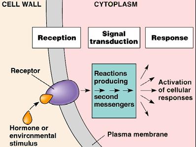 Hücre duvarı Sİnyalın kabulü Sitoplazma Sinyalin taşınması Tepki Oksin hormonları kök büyümesi ve gelişimi üzerine önemli etkilere sahiptirler.
