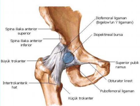 Ramus pubis superior ve linea intertrokanterika arasında bulunur, kalça ekleminde ekstansiyon ve abduksiyonu sınırlar.