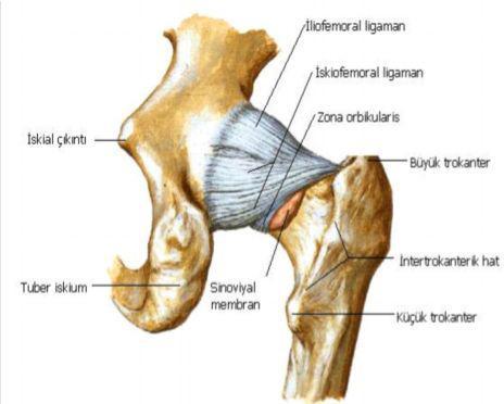 Bu baģın lifleri fleksiyonda gevģer, ekstansiyonda ise gerilerek fazla ekstansiyona engel olur. Transvers Asetabuler Bağ: Ġnsisura asetabuliyi örter, bu bağın komģuluğunda damar ve sinirler vardır.