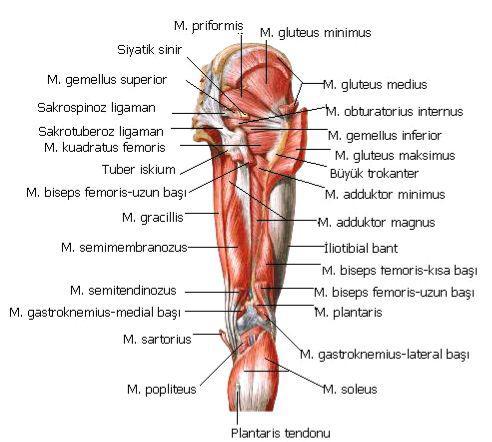 Ġnternus, M. Gemellus Ġnferior, M. Kuadratus Femoris, M. Obturatoryus Eksternus. ġekil 4.