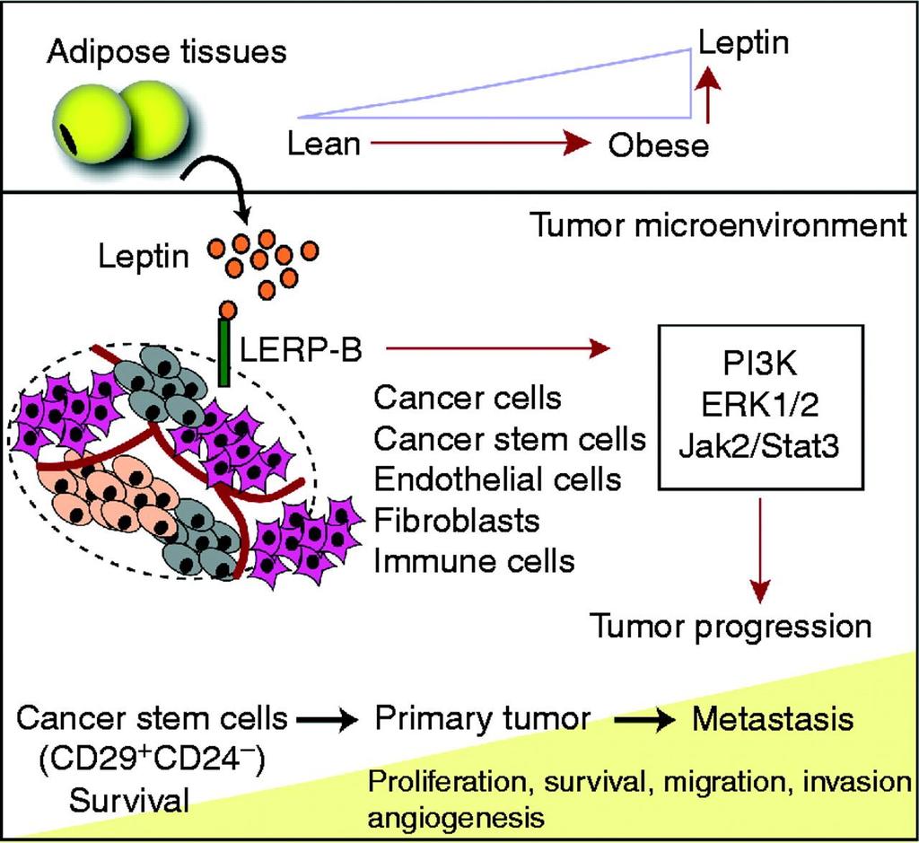 Leptin