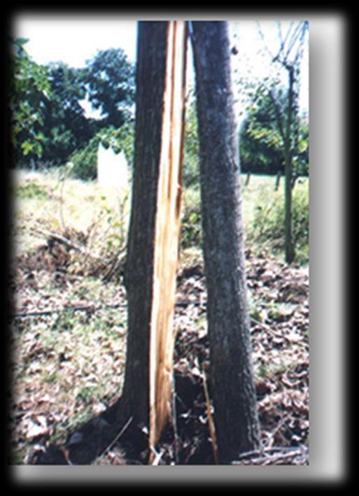 Şekil 94. Fay Hattında Yer Alan Kavak Ağacının Depremden Etkilenmesi (Gölcük Depremi,1999).