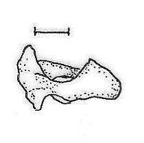 cranialis, d) foramen vertebrae, e) arcus ventralis, f) tuberculum ventrale.