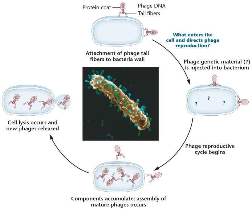 Protein kılıf Faj DNA sı Kuyruk lifleri Hücreye giren ve faj üremesini sağlayan nedir?