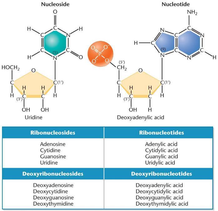 Nükleosit Nükleotit Üridin Deoksiadenilik asit Ribonükleosit Adenozin Sitidin Guanosin Üridin Deoksiribonükleosit Deoksiadenozin Deoksisitidin Deoksiguanosin Deoksitimidin