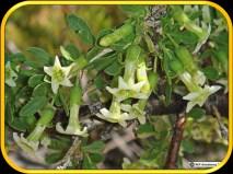 herbacea Catharantus roseus (=Vinca rosea, rozet)