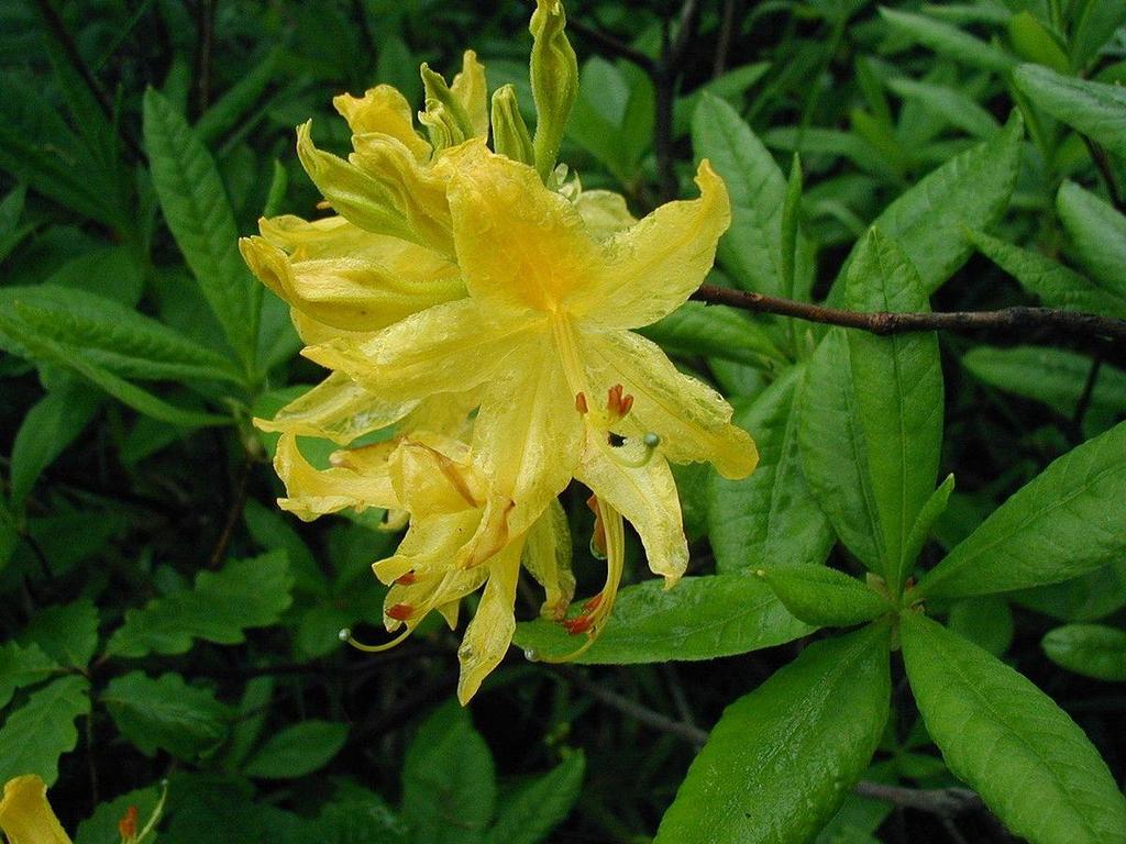 Tür: Rhododendron luteum Sweet Türkçe adı: Zifin Familya: Ericaceae Kuzey ve Batı Anadolu da yetişen daha kısa boylu, sarı çiçekli bir