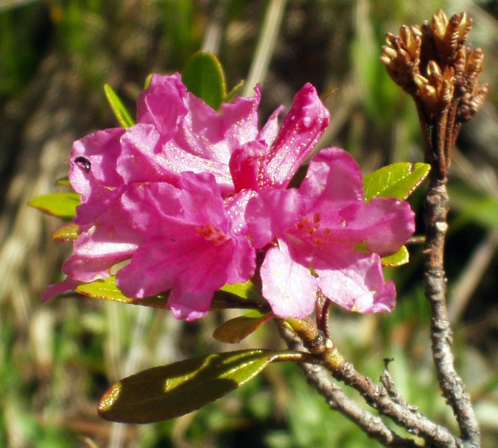 Tür: Rhododendron ferrugineum L.