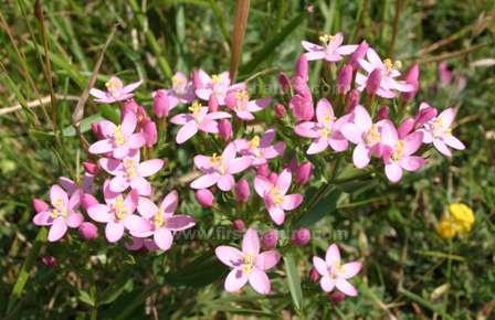 Centaurium erythraea Rafn, Avrupa ve Türkiye de yaygın olarak yetişen bol çiçekli, tek yıllık otsu bir bitkidir.