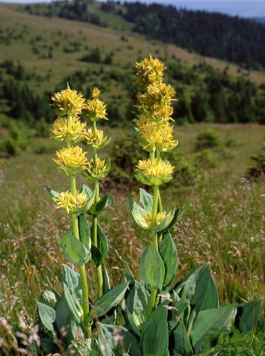 Gentiana lutea, Güney Avrupa, Balkanlar ve Türkiye de Bursa (Uludağ) ve Ödemiş te doğal olarak yetişen 1-1.5 m boyunda çok yıllık otsu bir bitkidir. Tür: Gentiana lutea L.