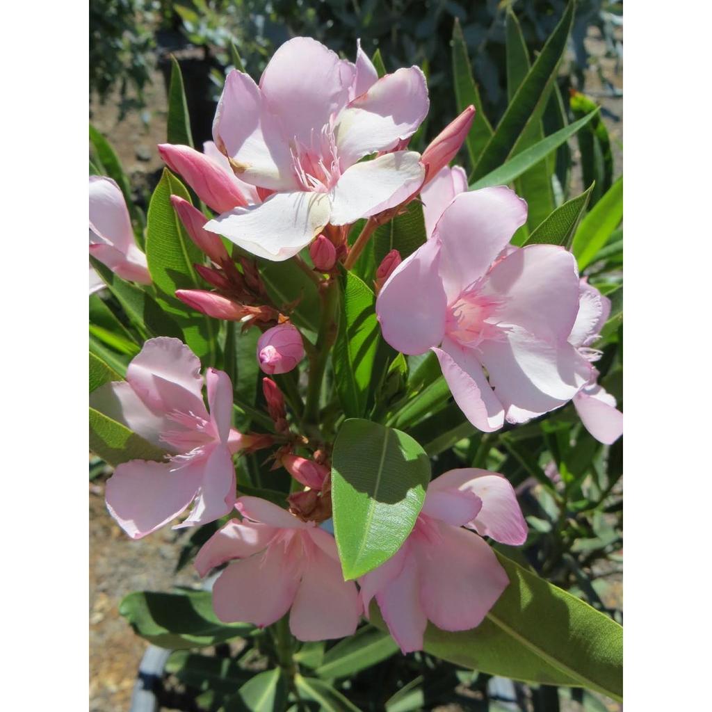 Nerium oleander L. Zakkum, kışın yaprak dökmeyen bir Akdeniz bitkisidir.