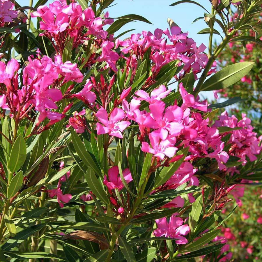 Tür: Nerium oleander L.